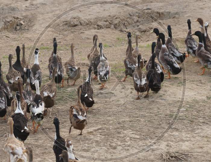 Marching Ducks