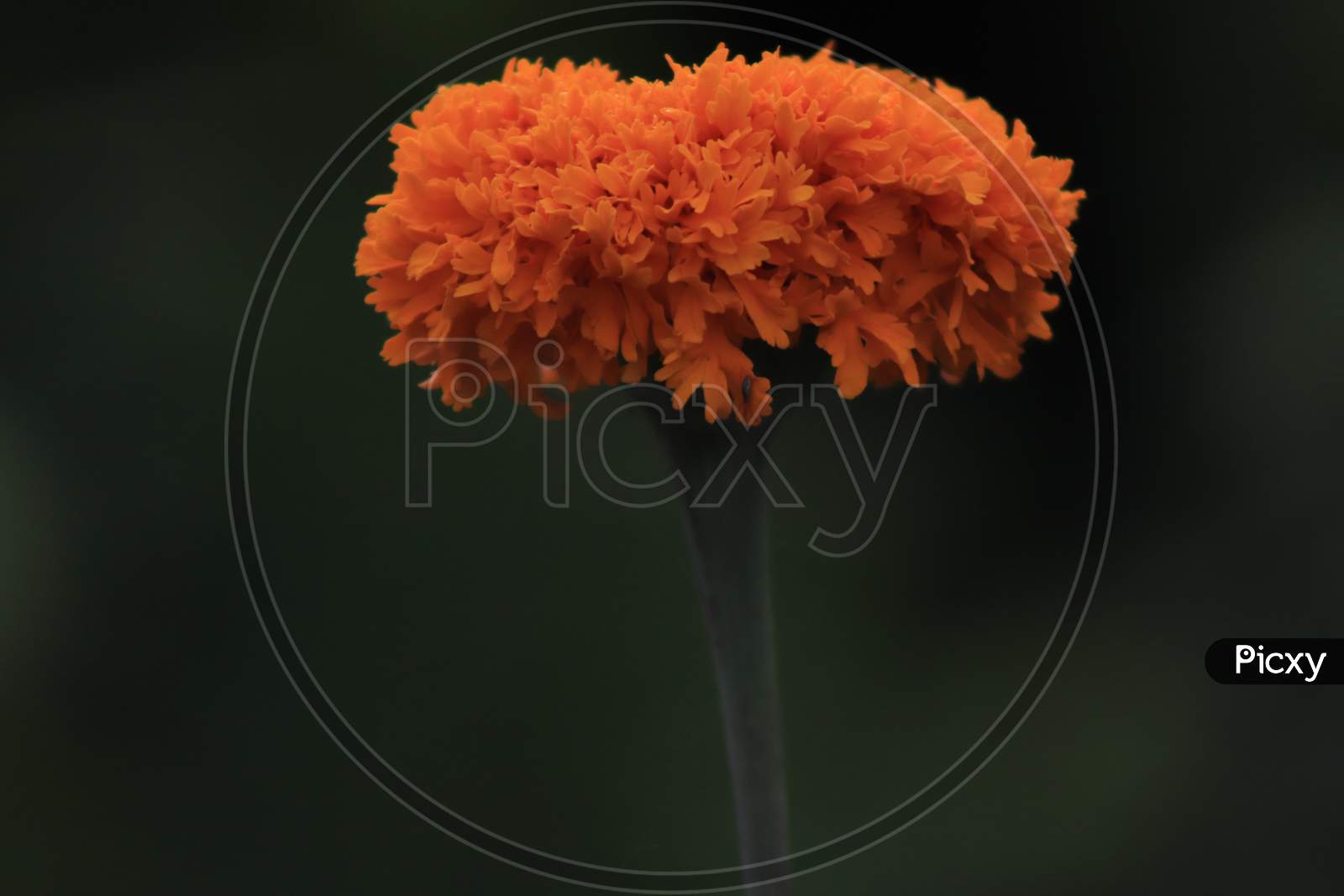 Marrygold flower