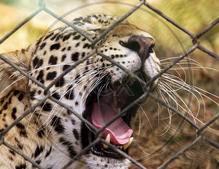 Leopard in Zoo