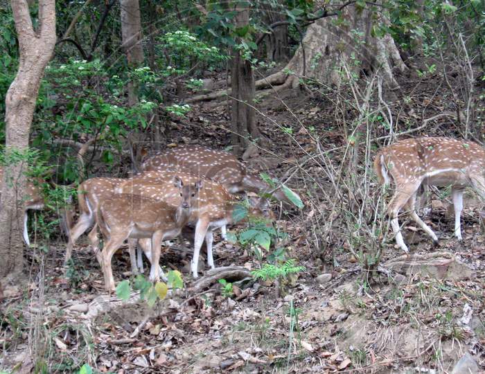 Deers roaming in forest