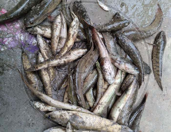 Snakehead fish on cement background in India.