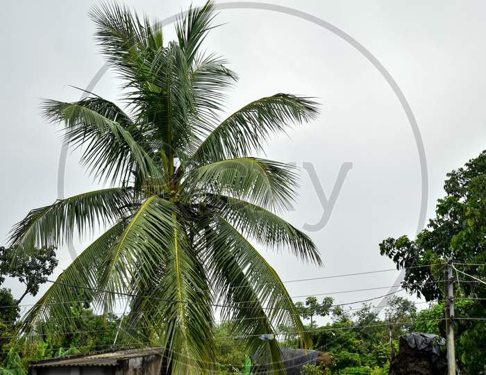 Indian coconut tree in a village