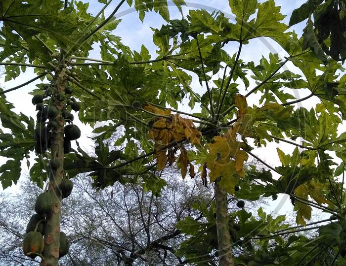 Papaya Tree with Papaya natural Beautiful