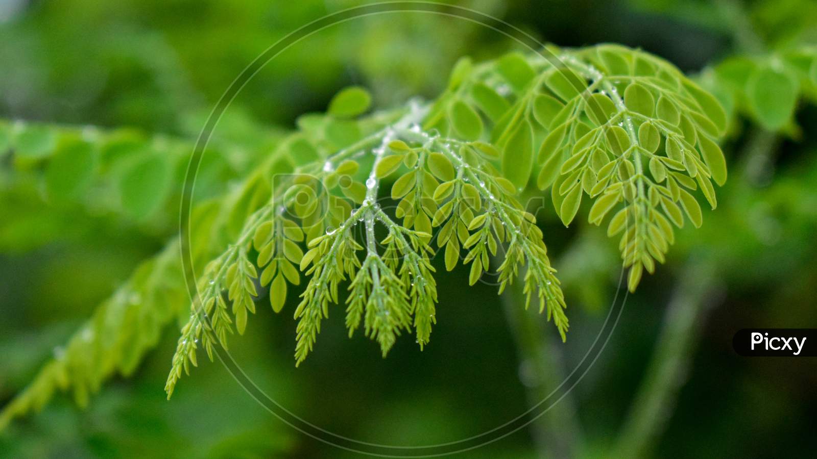 green leaves with nice blurry background