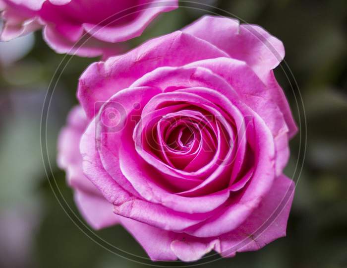 Nice rose