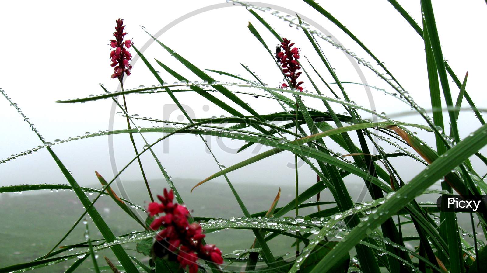 Water droplets shining in grassy vegetation with red flowers