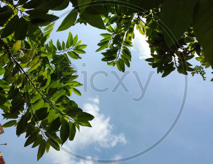 sky with sun and leaf