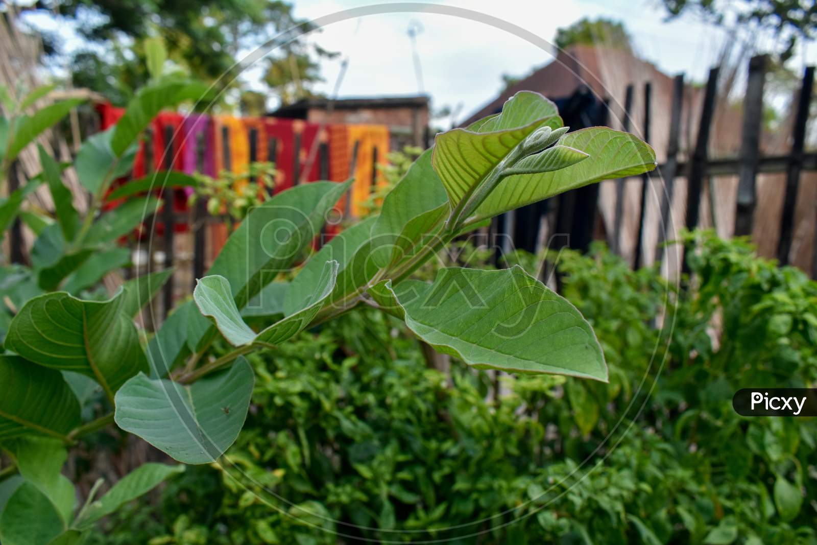 Fresh guava leaves in a garden countryside of india