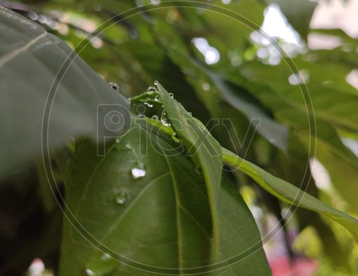 Water dorop leaf