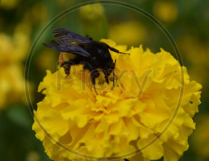 Bee on marigold