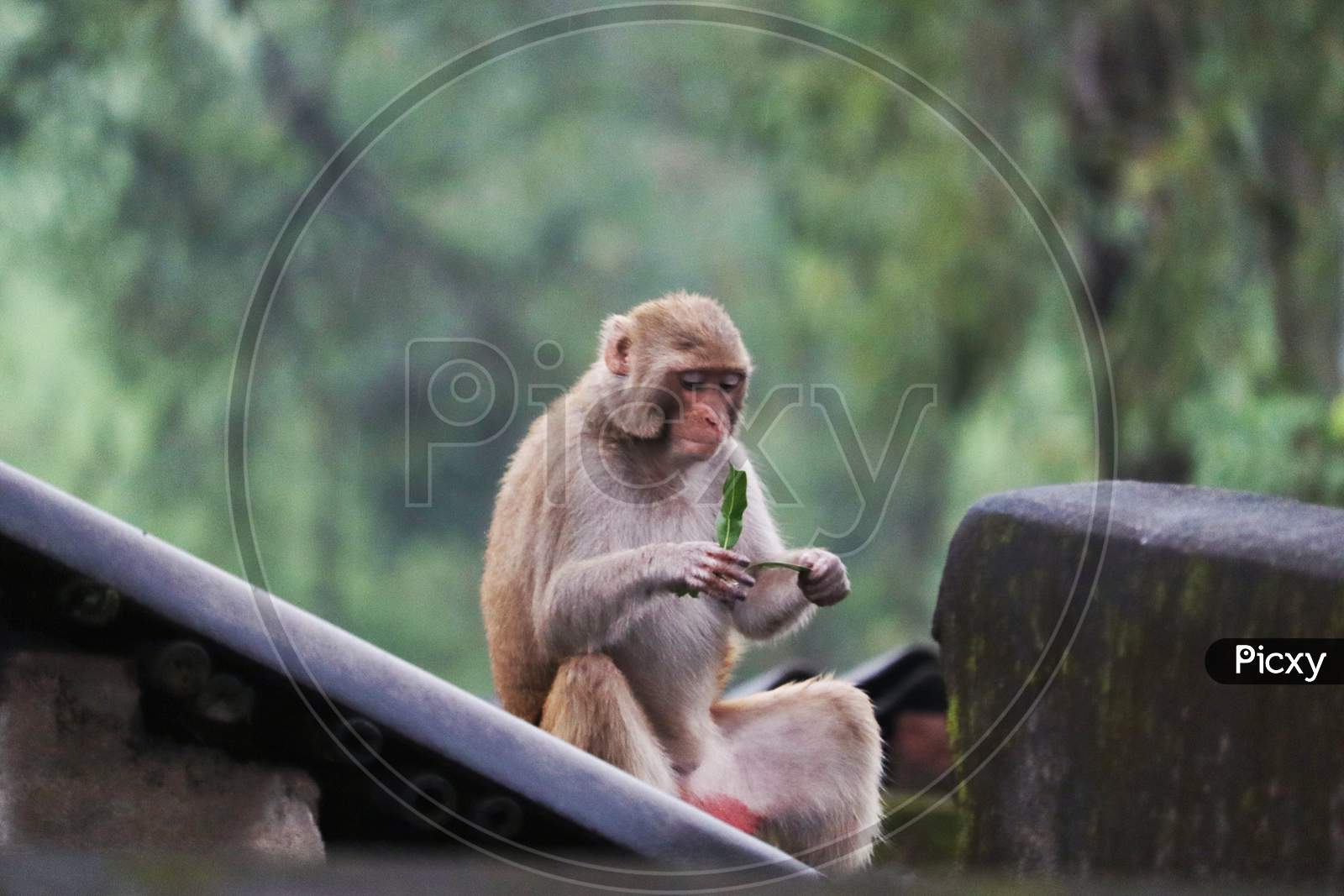 Monkey photography