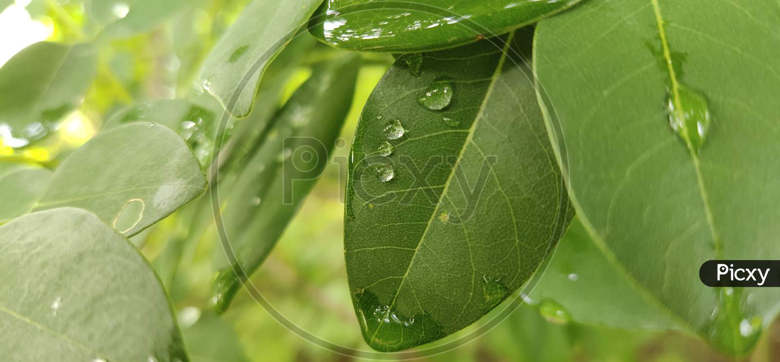 a water drops on a leafs.