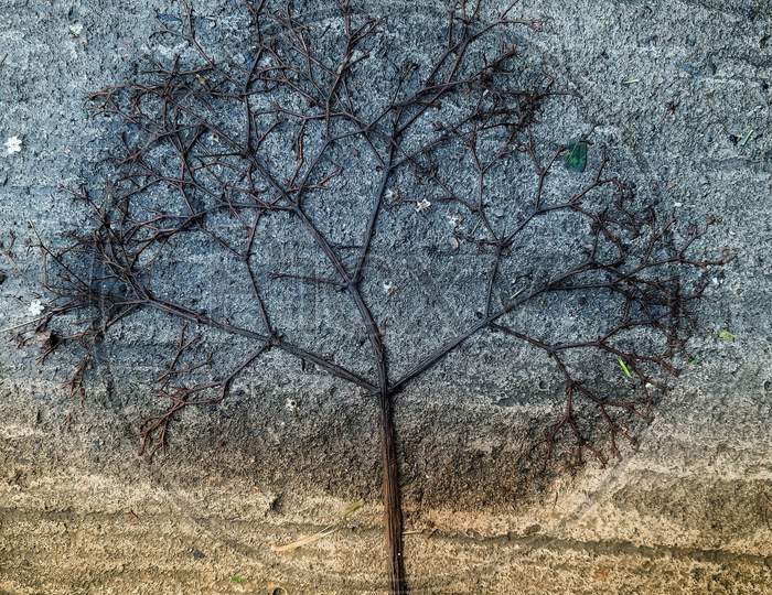 Branch of tree