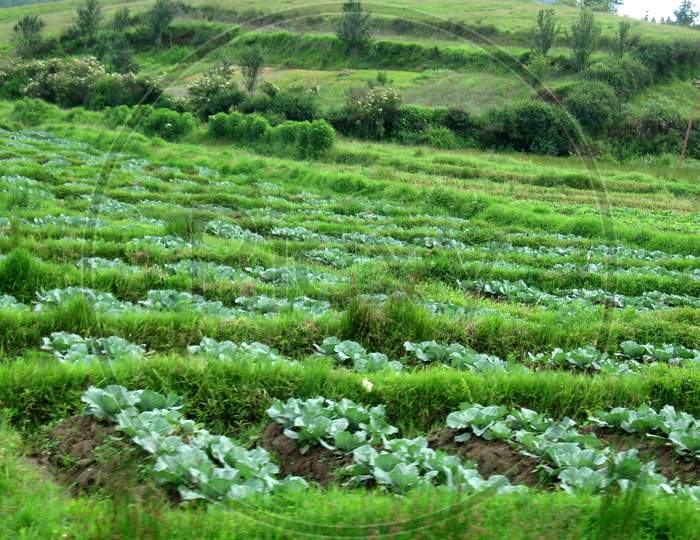 Cabbage plantation