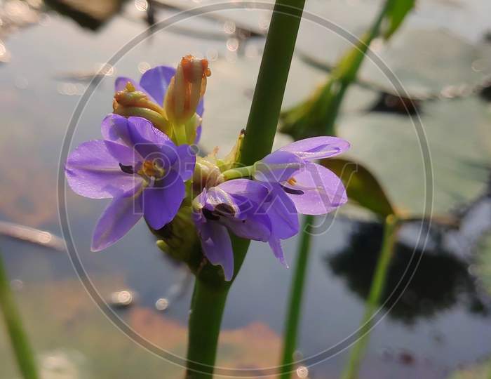 Purple×Remove Iris×Remove Botany×Remove Flowering plant×Remove Plant×Remove Flower×Remove Aquatic plant×Remove Petal×Remove Wildflower×Remove Plant stem×Remove