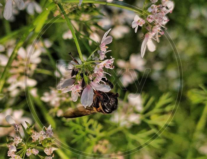 honeybee on the flower macro photography