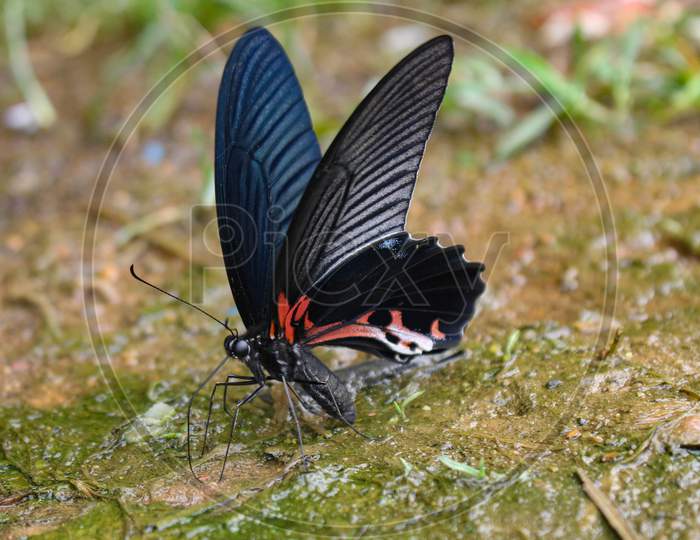 the most beautyfull butterfly