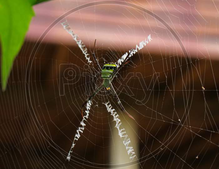 the most beatyfull spider,Spider siting on the net