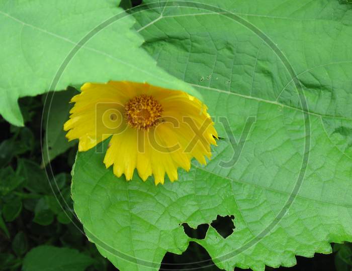 A shy sunflower