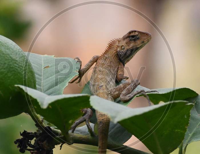 Lizard from Nepal