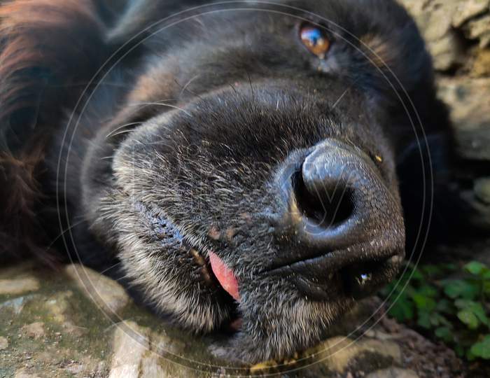 black dog closeup