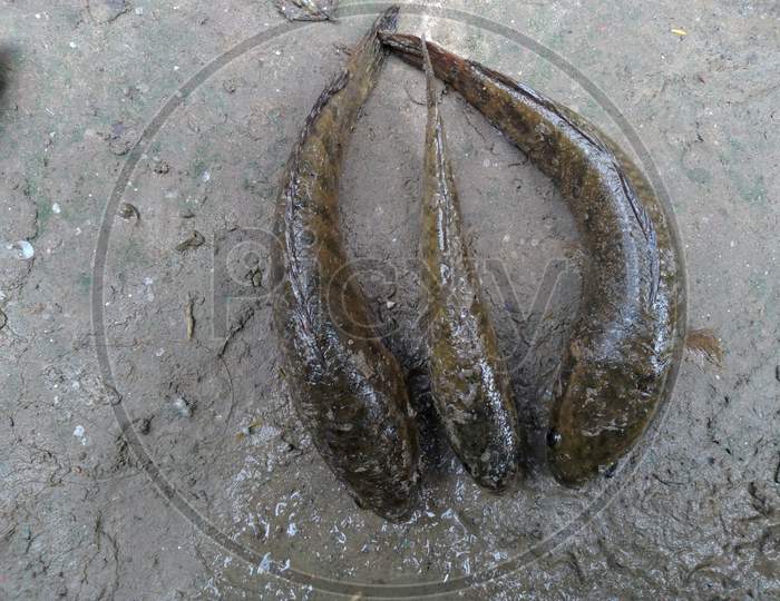 Snakehead fish on cement background in India.