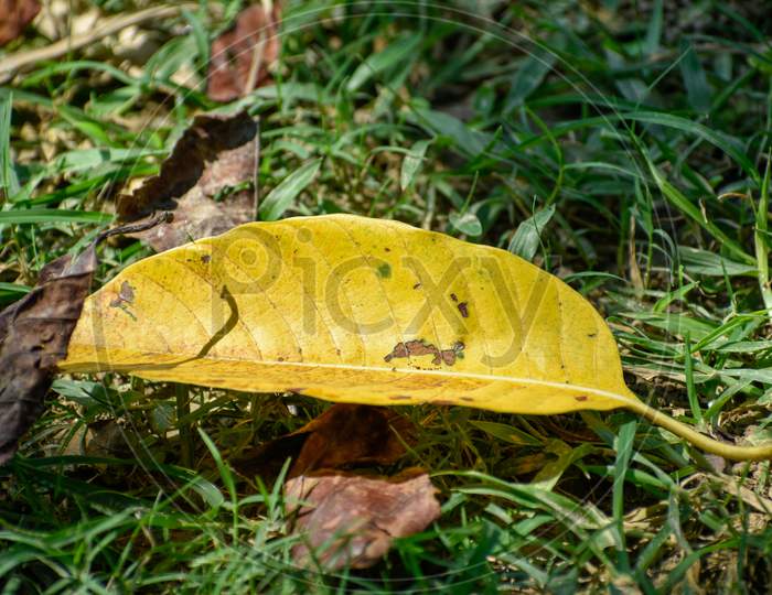A yellow leaf of a tree is lying on the ground