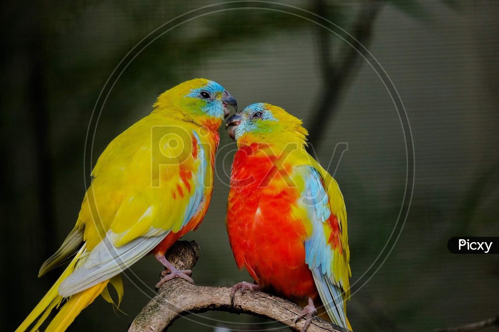 Two colourful birds, nice birds