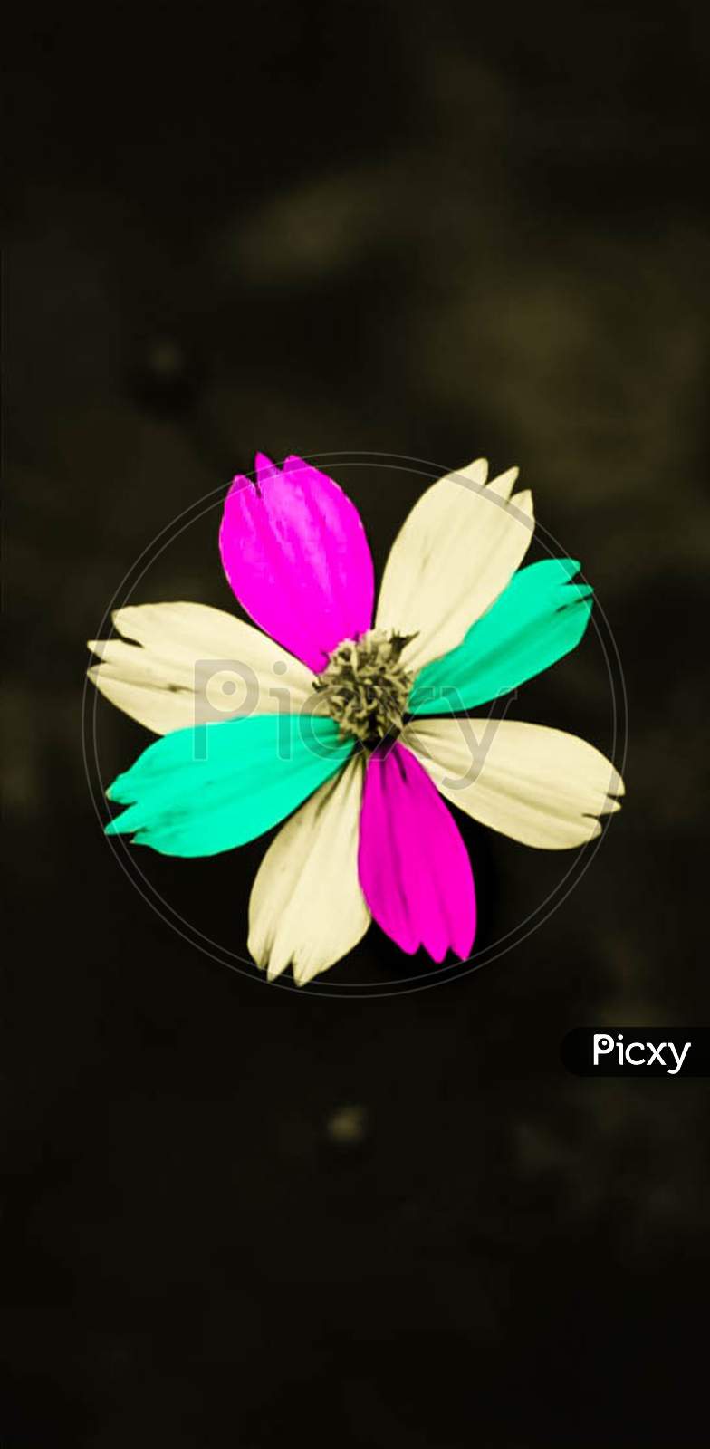 Hybrid coloured flower