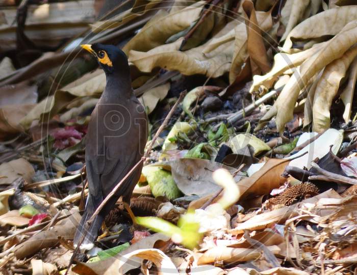 Myna Is Searching For Food