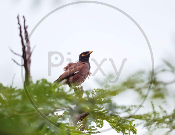 Perching bird isolated in tree. Shallow depth in field