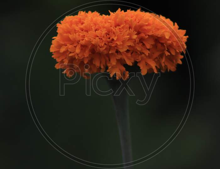 Marrygold flower