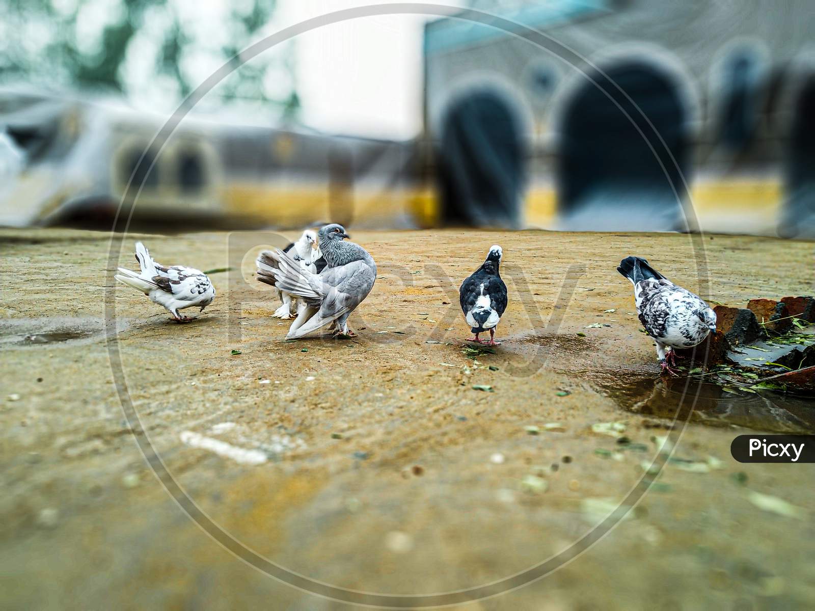 Pigeons in Punjab