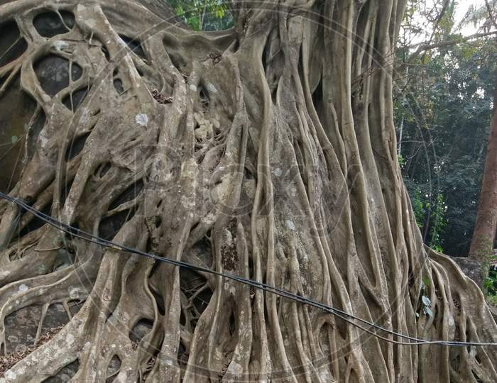 Banyan Tree growing on a rock in kerala, India