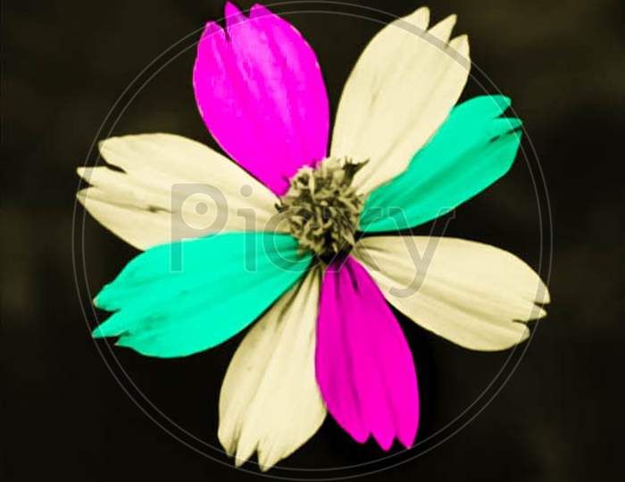 Hybrid coloured flower