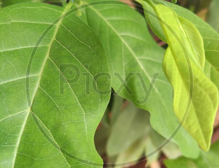 Beautiful leafe