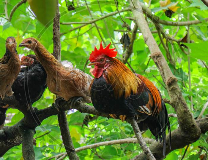 beautyfull red chicken, wild chicken, chichen in asia Red Junglefowl