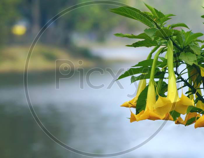Yellow Flower In A Blurred Background