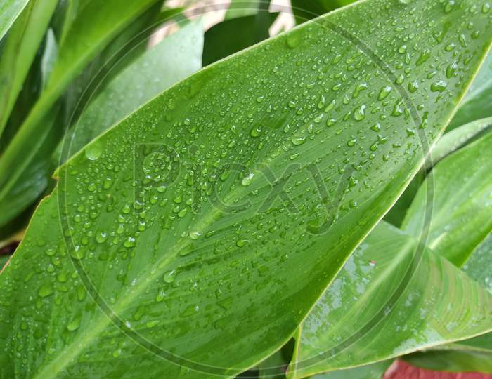 Pam leaf with water drop