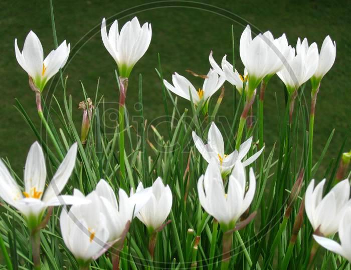 Freshly bloomed white flowers