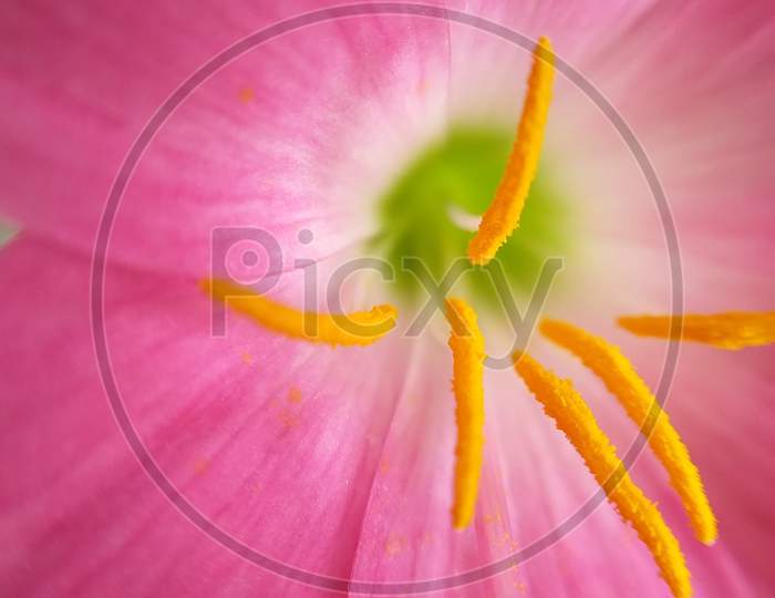 macro view of petals of a flower