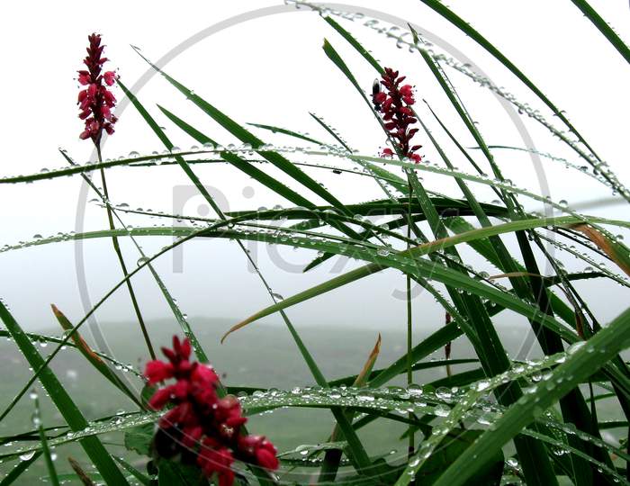 Water droplets shining in grassy vegetation with red flowers