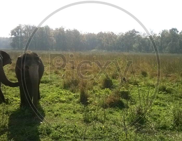 An elephant couple in a vast grass plain