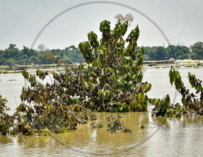 trees complete flooded from the river of Ganga