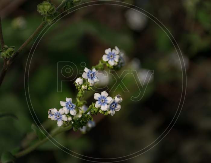 Close-Up Of Tiny White Flowers With Blue Shades At Kaas Plateau In India