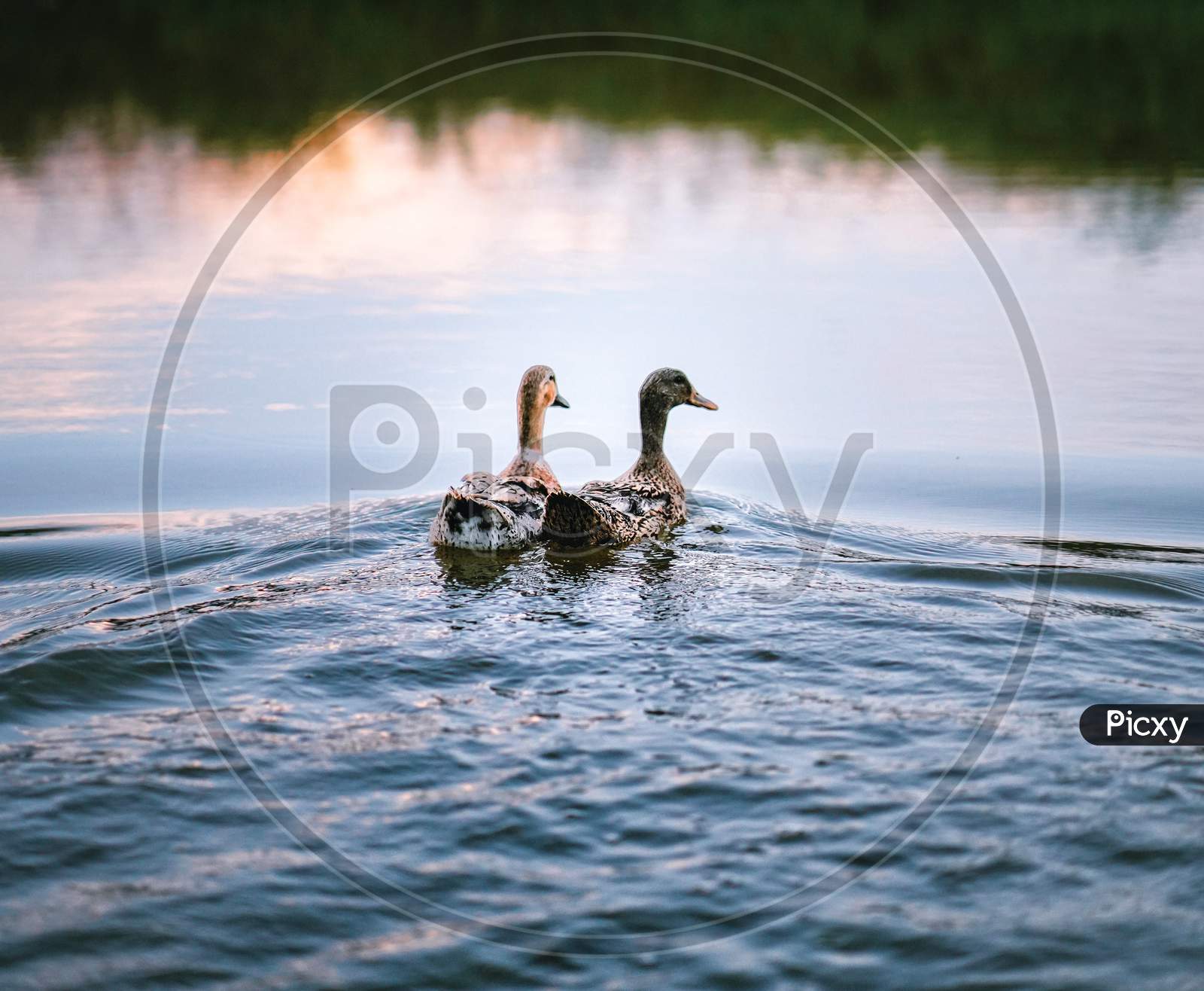 Two ducks in pond, sunset reflection