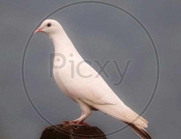 Pigeon photography
