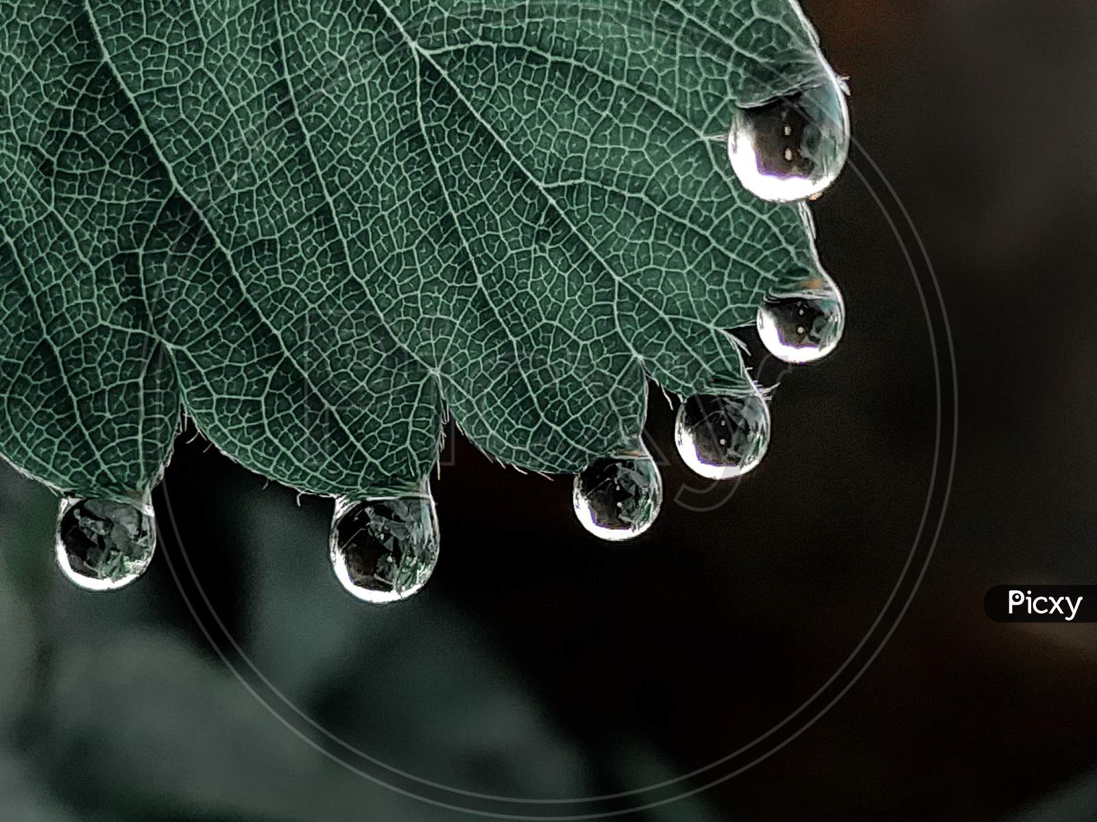 water drops at the tip of leaf