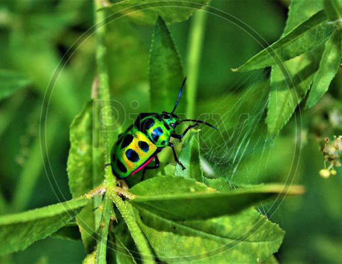 Beautiful insects of the environment