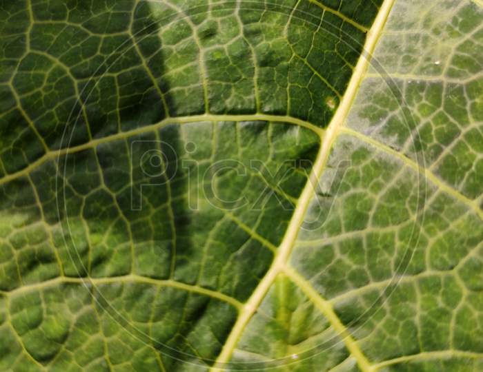 Texchure of leaf